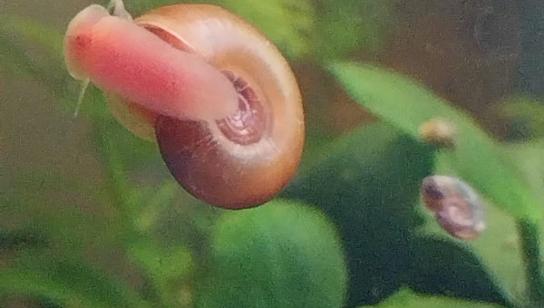 Ma Population - 54L Australo-Guinéen