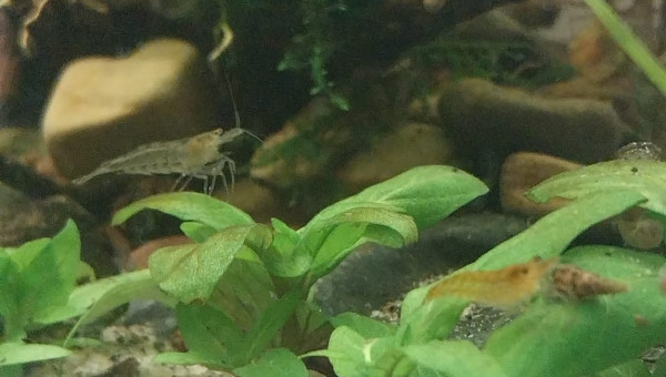 Ma Population - 54L Australo-Guinéen