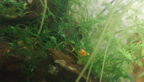 Ma Population - 54L Australo-Guinéen