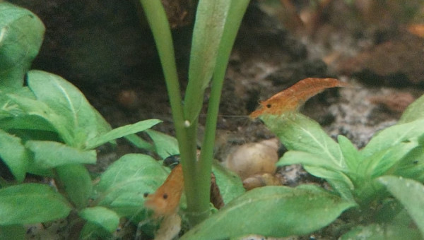 Ma Population - 54L Australo-Guinéen