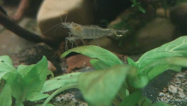 Ma Population - 54L Australo-Guinéen