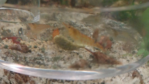 Ma Population - 54L Australo-Guinéen