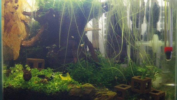 MAJ Spe Caridina Panda