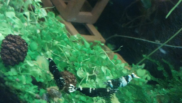 Spé Caridina Panda - Nano