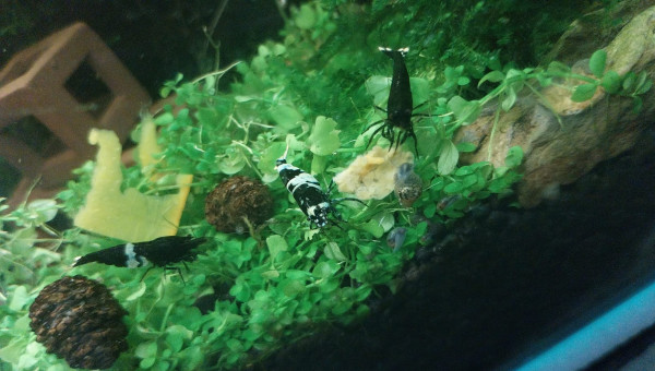 Spé Caridina Panda - Nano