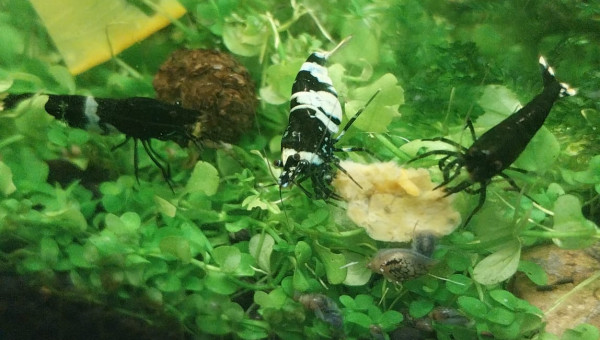 Spé Caridina Panda - Nano