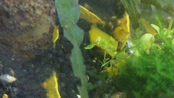 Spé Yellow Neon - Nano