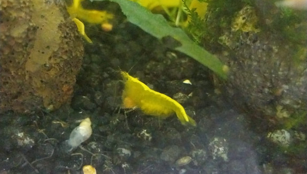 Spé Yellow Neon - Nano