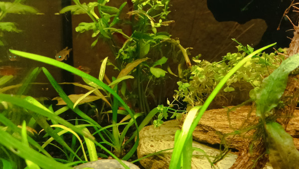 La jungle qui pousse