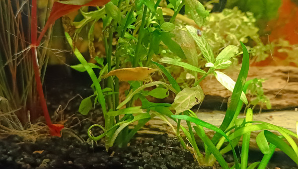 La jungle qui pousse