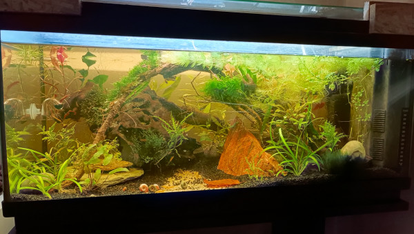 La jungle qui pousse