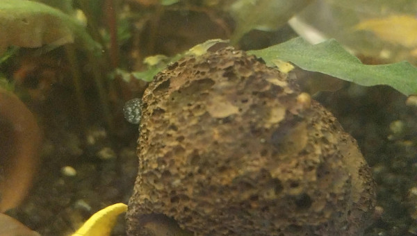 Ah les creu creu creuuu