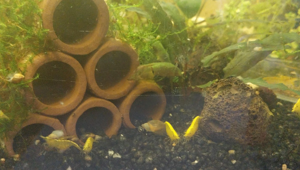 Ah les creu creu creuuu