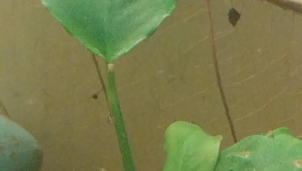 Ah les creu creu creuuu