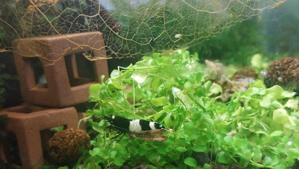 Ah les creu creu creuuu dans leur comportements