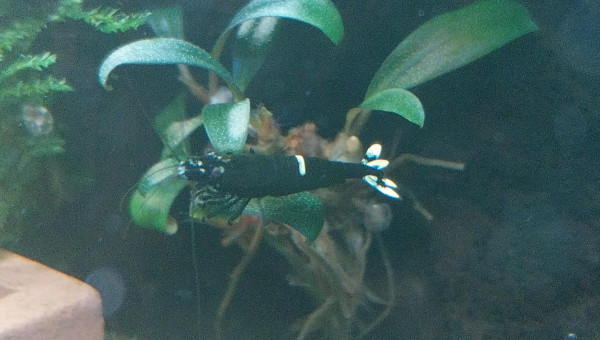 Ah les creu creu creuuu dans leur comportements