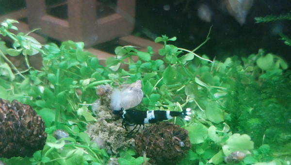 Ah les creu creu creuuu dans leur comportements