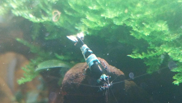 Ah les creu creu creuuu dans leur comportements