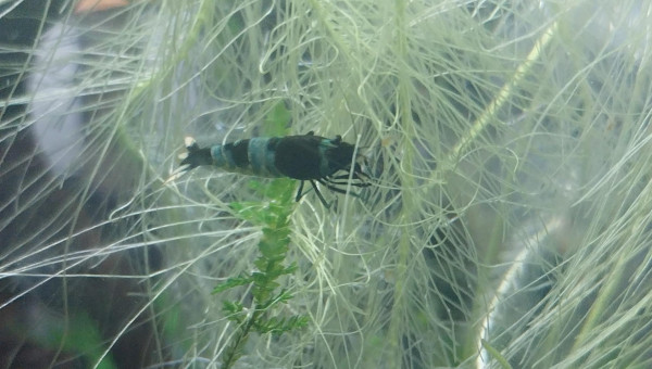 Ah les creu creu creuuu dans leur comportements