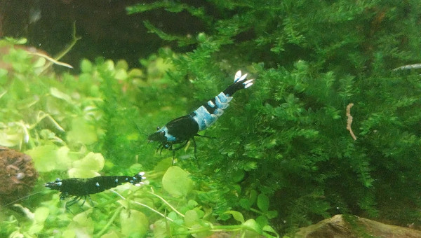 Ah les creu creu creuuu dans leur comportements