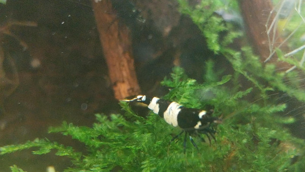 Ah les creu creu creuuu dans leur comportements