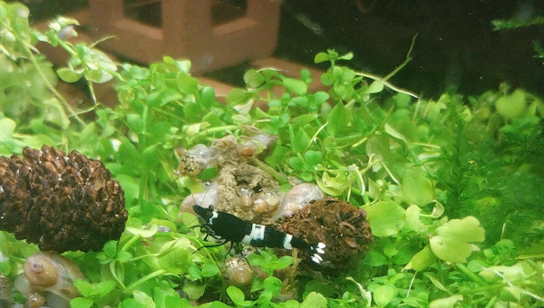 Ah les creu creu creuuu dans leur comportements