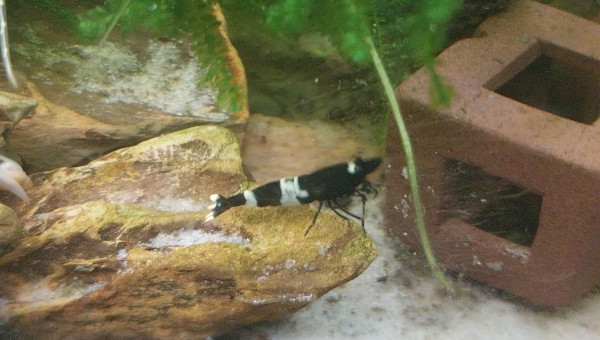 Ah les creu creu creuuu dans leur comportements