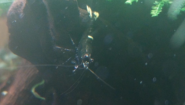 Ah les creu creu creuuu dans leur comportements