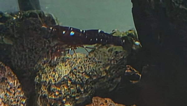 Marlenae femelles grainées cachée