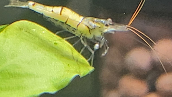 Sulawesi snow zébra