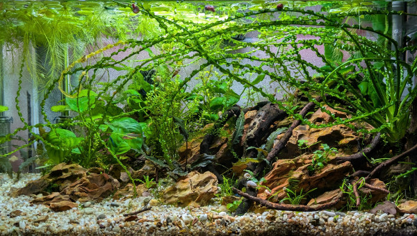 Je suis content de moi ?