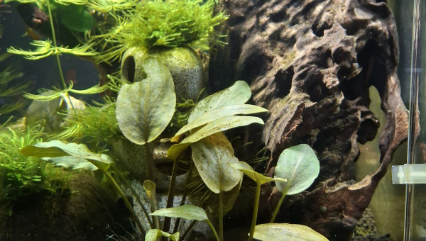 En cours de transfert...