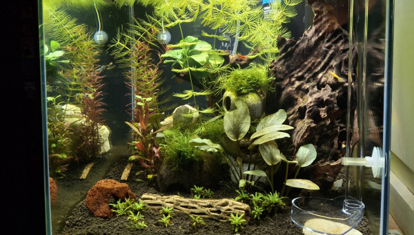 En cours de transfert...