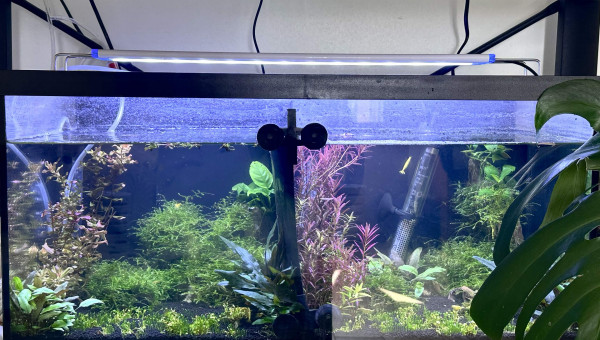 Nouveau aqua neocaridina & betta