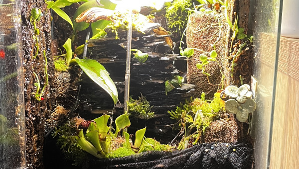 Mon Paludarium