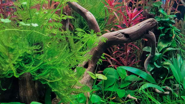 Entretien  hebdomadaire