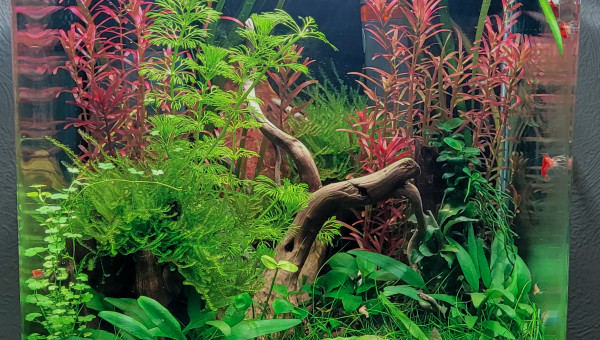 Entretien  hebdomadaire