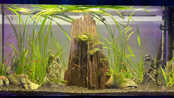 Maj du rendu de mon bac