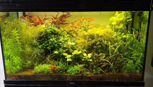 shrimp Park 70l hollandais 30l Iwagumi commentaire 30 l Amazonia