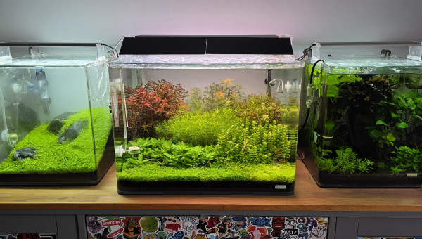 shrimp Park 70l hollandais 30l Iwagumi commentaire 30 l Amazonia