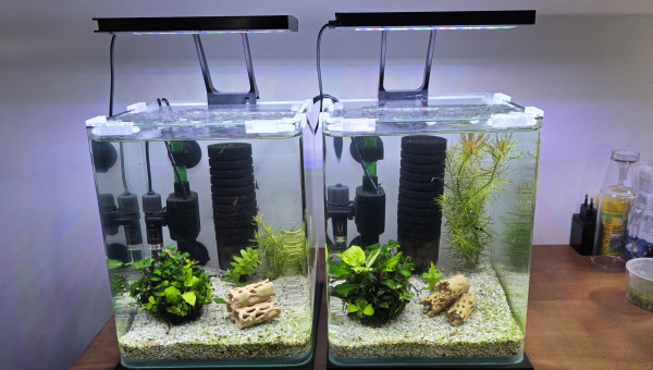 shrimp Park 70l hollandais 30l Iwagumi commentaire 30 l Amazonia