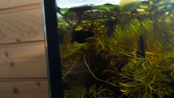 Les bettas coccina se reproduisent