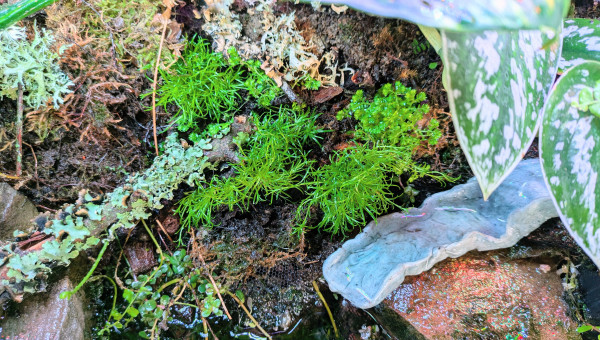 Plantations et aménagements