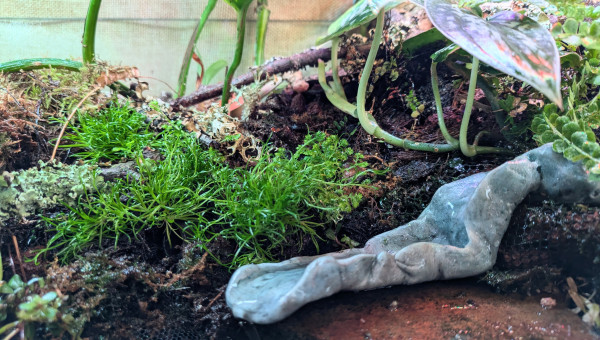 Plantations et aménagements