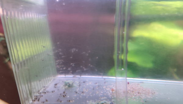 Andinoacara Pulcher