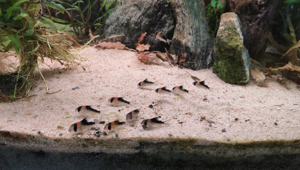 Corydoras Adolfoi