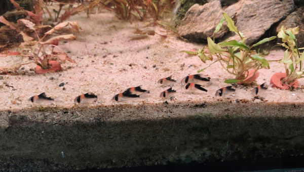 Corydoras Adolfoi