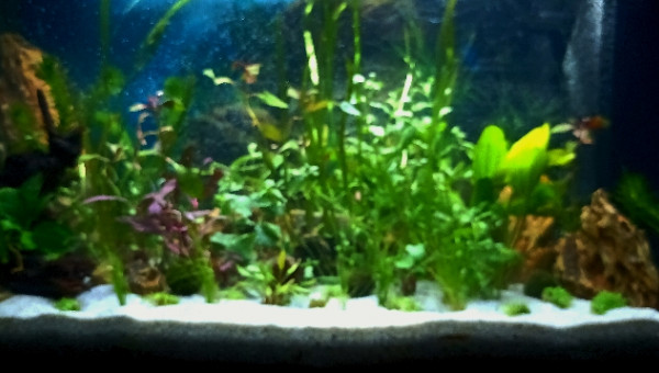 aquarium A