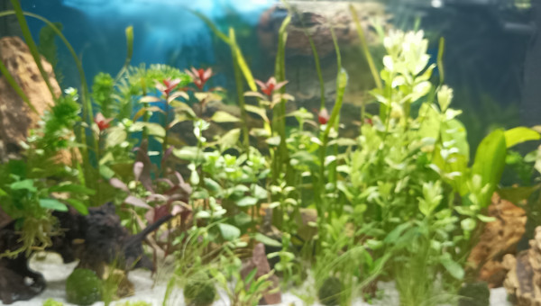 aquarium A