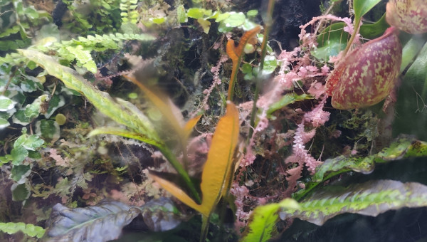 Microsorum Pteropus